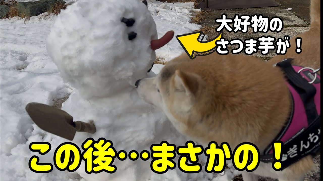 1年ぶりに雪を見た柴犬が張り切りまくり面白すぎた日😂