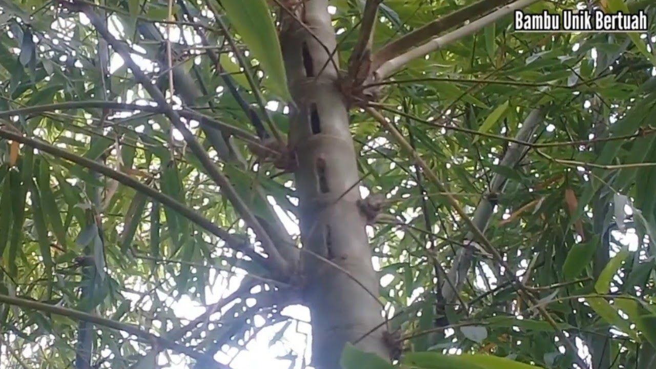 Bambu Songgo Langit Combong Menara