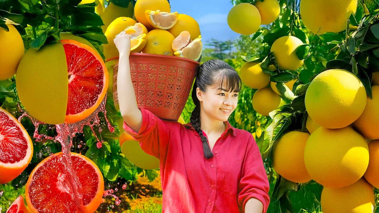 365 Days Harvesting Grapefruits. Use 3-Wheeled Vehicle Transport 1000+ Grapefruits Go to Market Sell