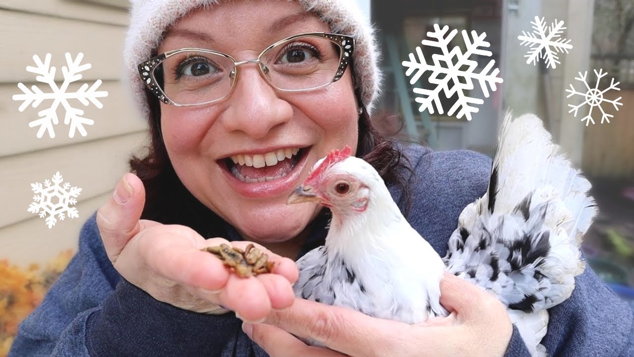 How to Make Winter EASIER for Your Chickens 🥶🐔❤️