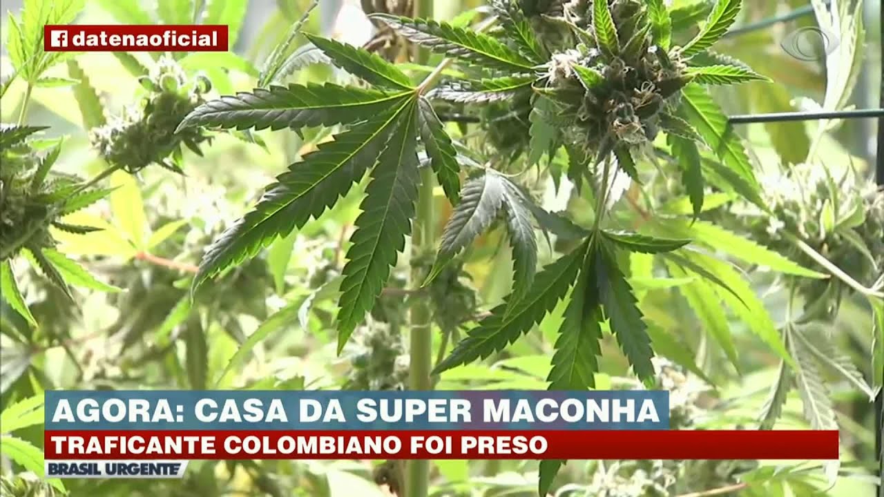 POLÍCIA INVADE 