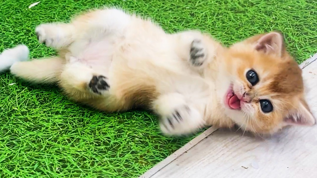 🐱 Самая ленивая драка котят. Субтитры!