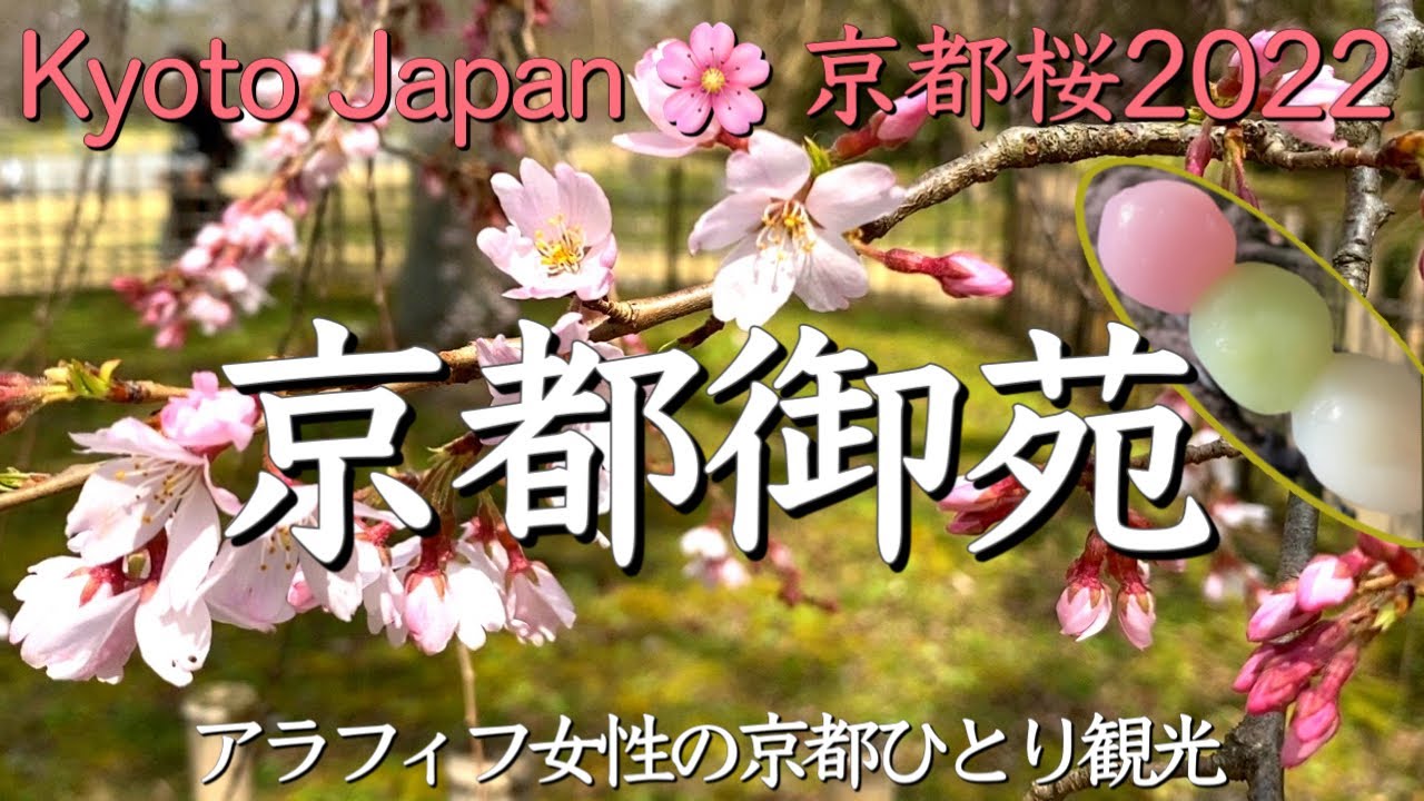 京都桜2022🌸【京都御苑】満開近いしだれ桜をアラフィフ女性が楽しむ（cherry blossoms,Kyoto,Japan）