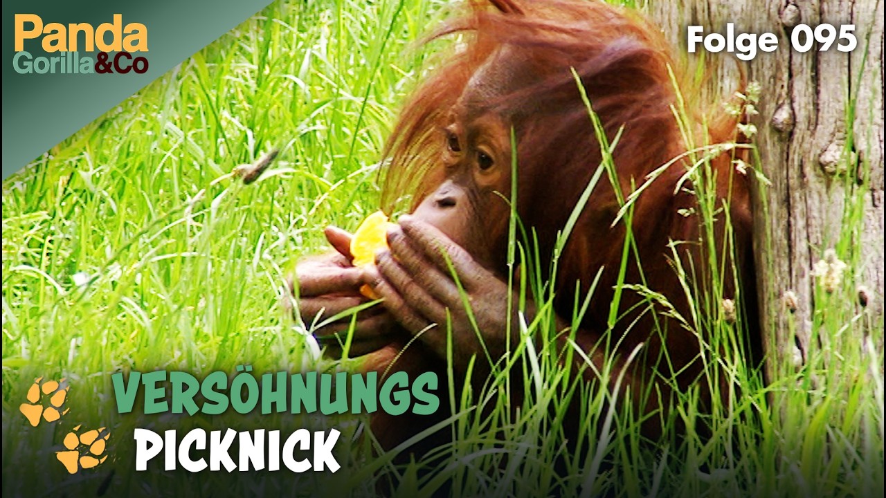 Nachwuchs bei den Brillenbären im Zoo und ein Snack für Orang-Utan Mücke | Panda, Gorilla & Co.