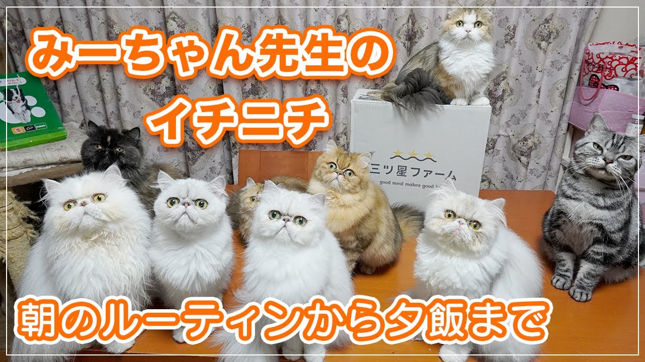みーちゃん先生のいち日、朝のルーティンから夕飯までを密着リポートします！