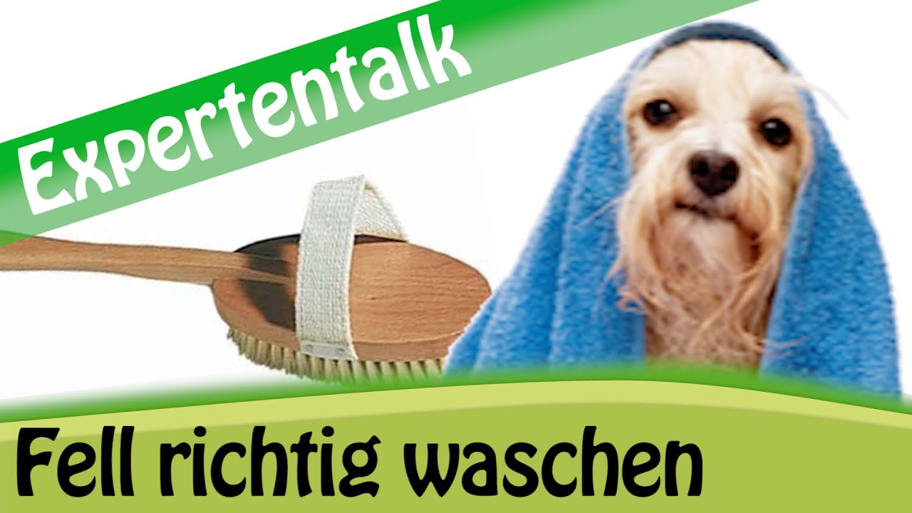 Hund waschen: Tipps zur optimalen Fellpflege für Ihre Hunderasse? - Expertentalk