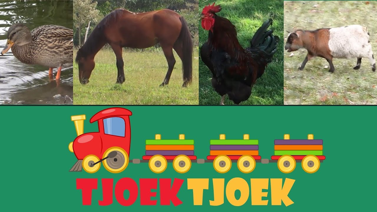 Baby TV boerderij dieren - TJOEKTJOEK seizoen 1 alle afleveringen