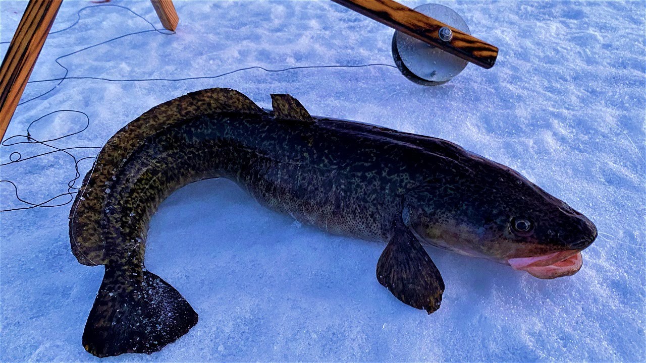Late Season Cusk and Landlocked Salmon Ice Fishing In Northern Maine