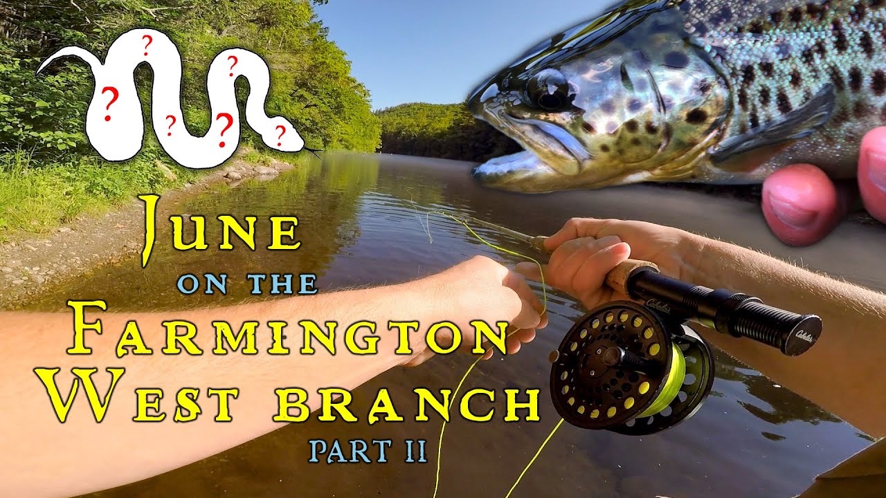 Fly Fishing for Trout on Connecticut's FINEST Tailwater (Part II)