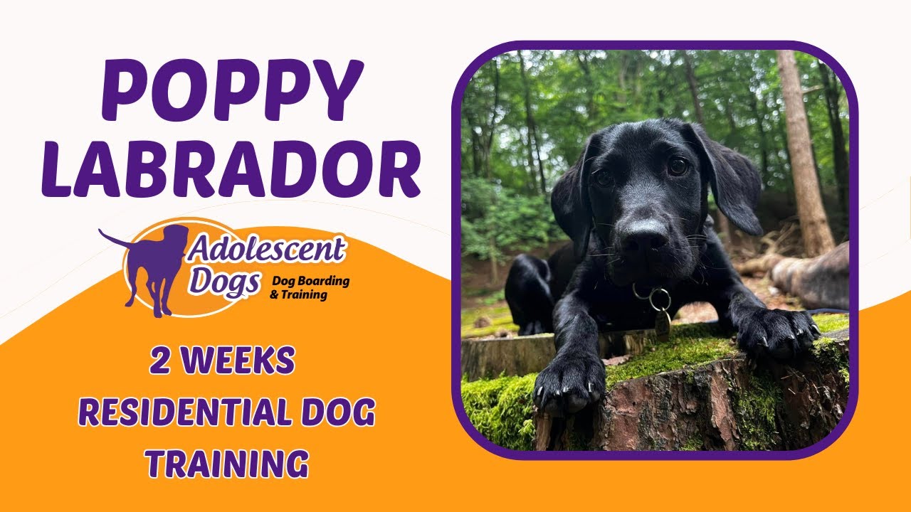 Poppy the Labrador puppy - 2 Weeks Residential Dog Training