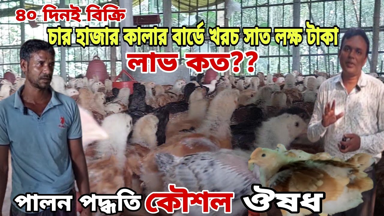 ৪০ দিনই বিক্রি | চার হাজার কালার বার্ডে খরচ সাত লক্ষ টাকা | প্রান্তিক কৃষকের পালন পদ্ধতি ও কৌশল