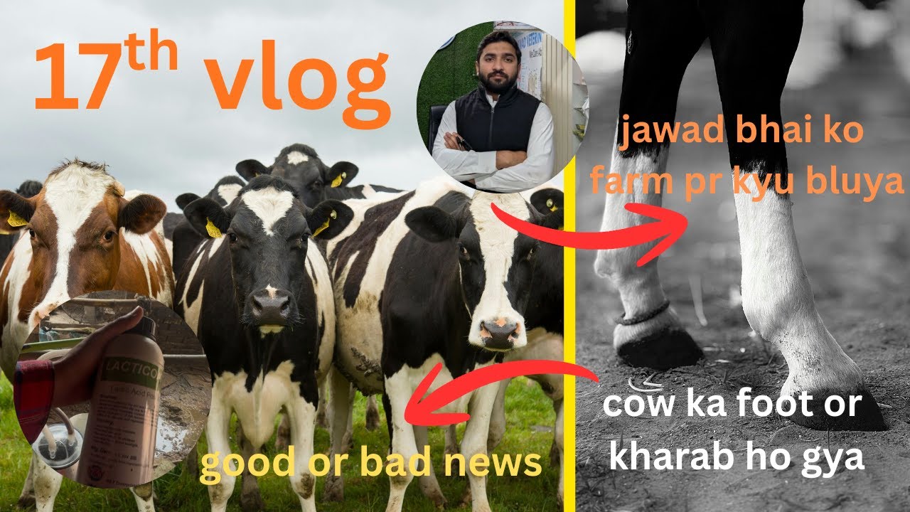 cow ka teat liquid leya | jawad bhai (vet) farm pr kyu aye | cow ka foot or kharab 😟 |