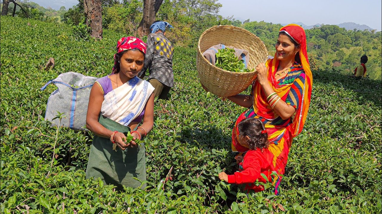 Hp-05 चाय के बागान ❤️ कैसे बनाई पत्तों की कड़क चाय? 👌 Tea garden tour himachal Tour Vlog