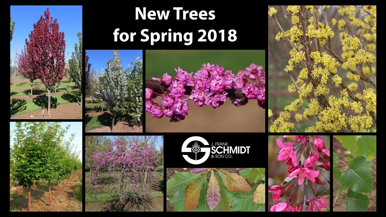 New Trees 2018