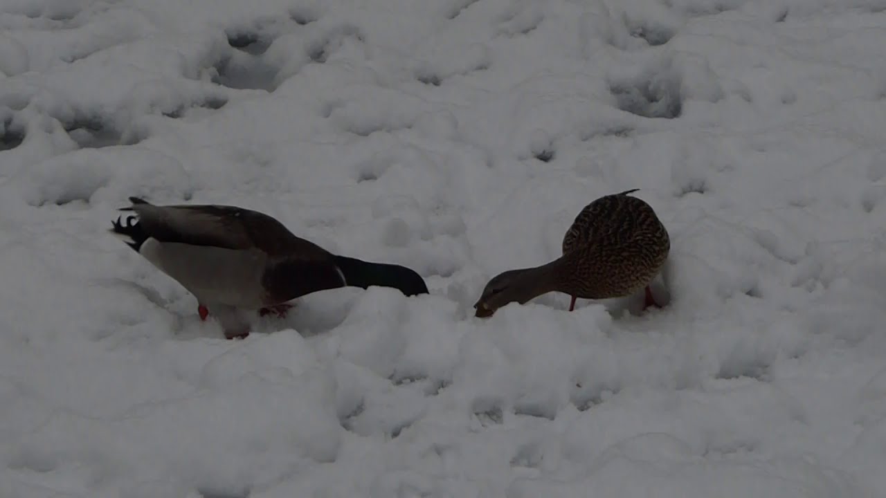 Mallards in winter at Botany Pond