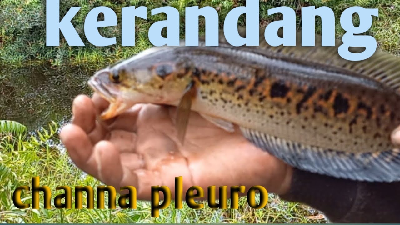 Mancing Kerandang spot bekas tambang pasir-Lanjut Explorer spotnya