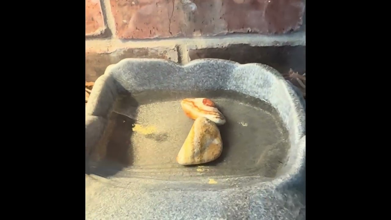 Give Me Liberty! | Our Sulcata Tortoise | 7 Month Old