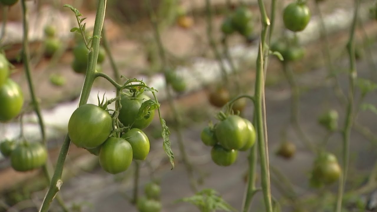 How winter weather is impacting Arizona tomatoes
