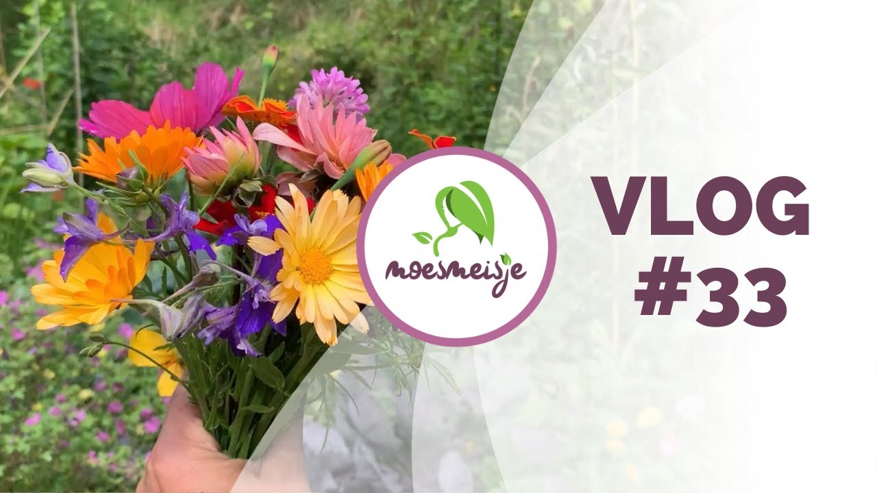 MOESTUIN VLOG #33 | De pluktuin ontploft, zaaien, uitplanten en oogsten, knutselen met droogbloemen.