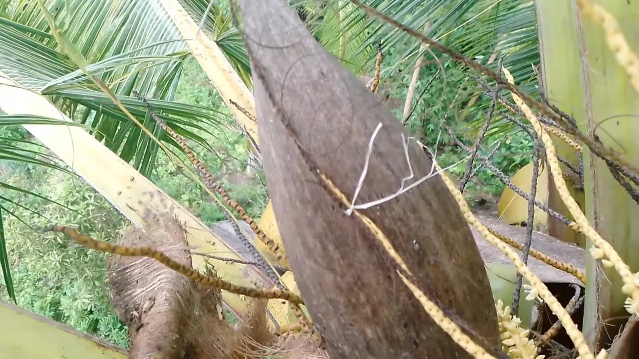 paggawa Ng trap sa kulasisi gamit Ang tansi or siay