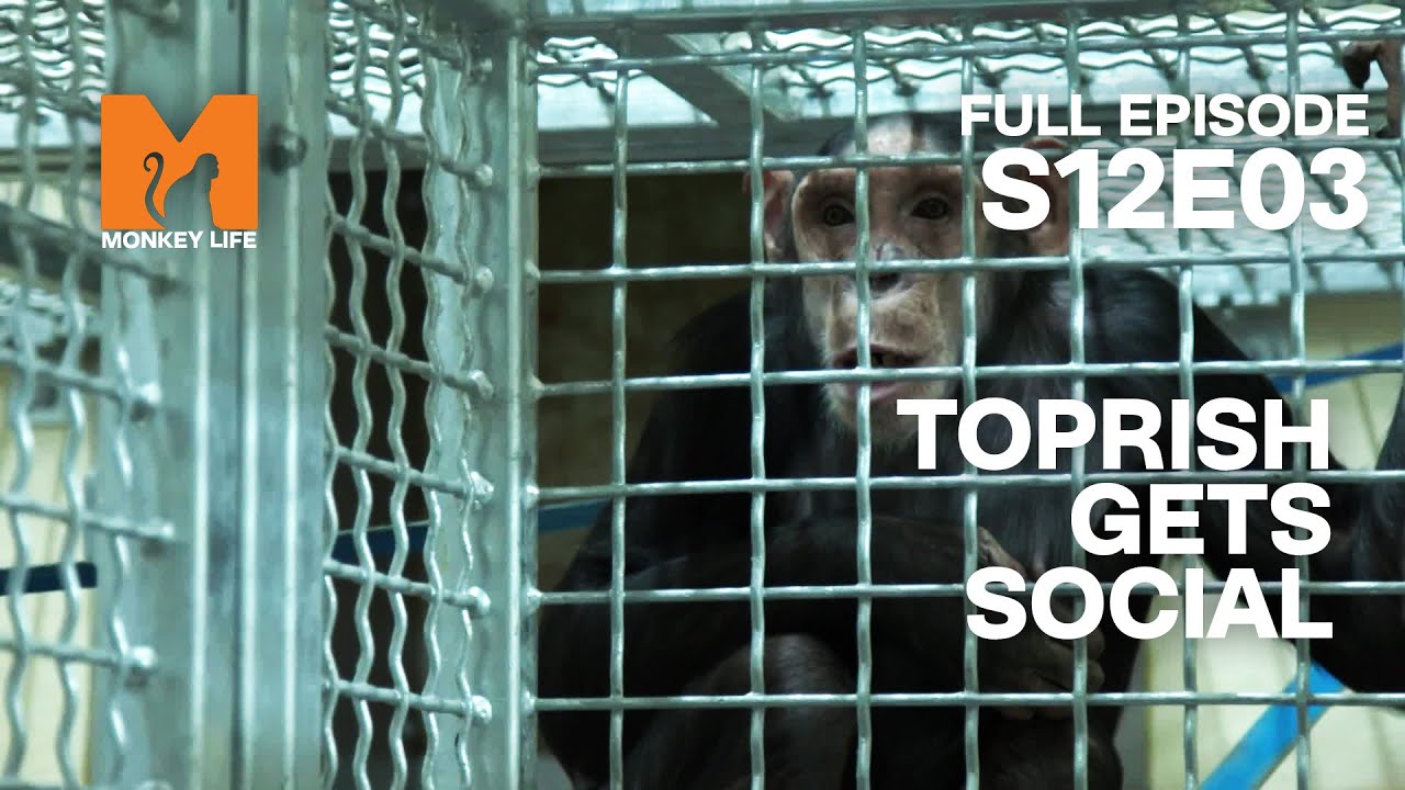 Chimp Social Skills 101 | Season 12 Episode 3 | Full Episode | Monkey Life