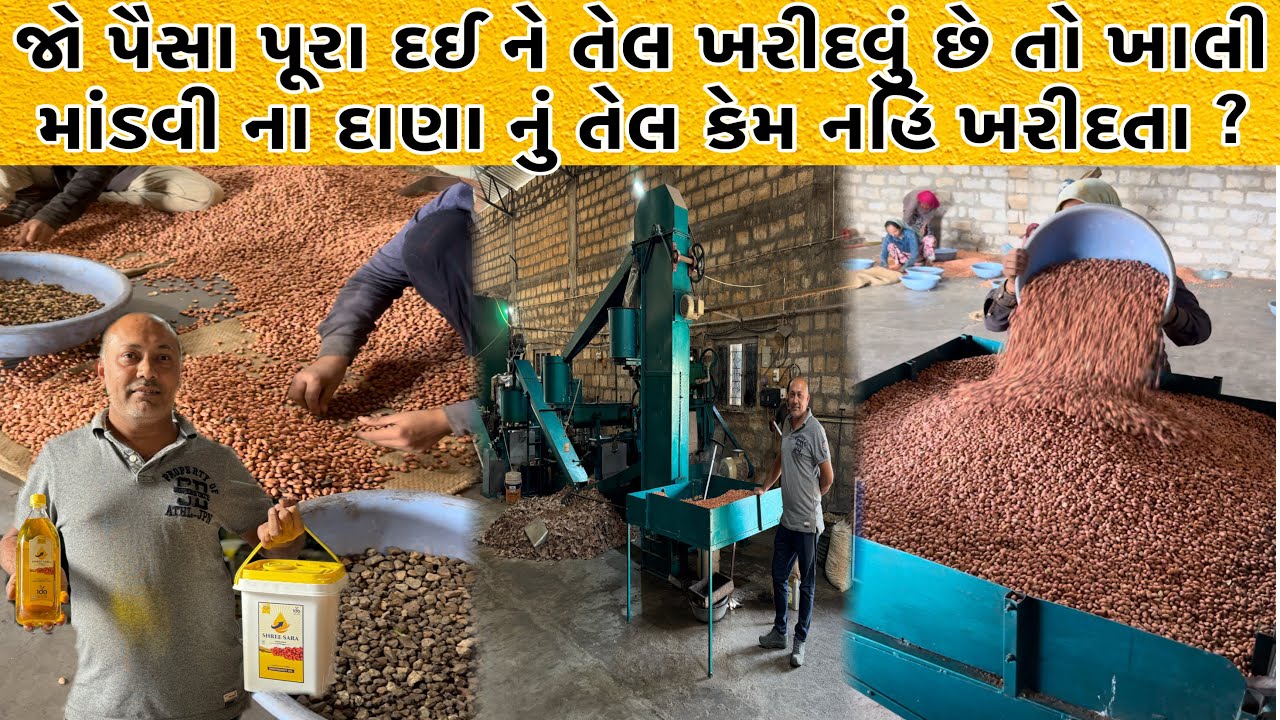 માટી,ખરાબ મગફળી સાફ કરી ને માત્ર એક્સપોર્ટ કવોલિટી ની મગફળી ના દાણા નું જ તેલ કાઢવા માં આવે છે