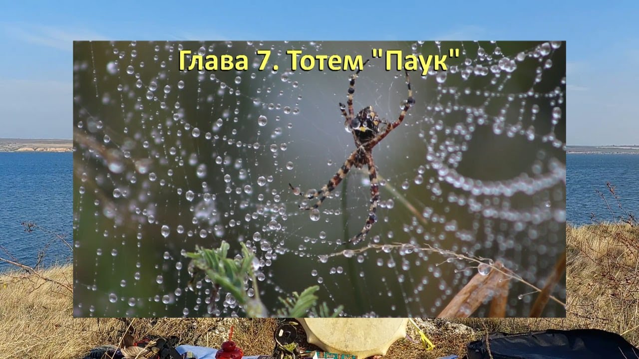 Тотем ПАУК🕷. Глава 7. Энциклопедия 