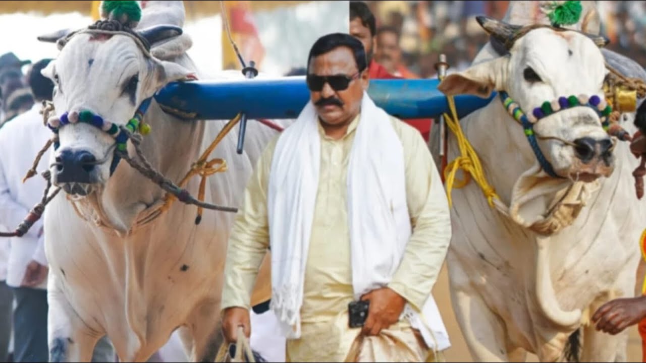 ఆకుల గణపవరం సీనియర్స్ 6 వ జత SSR BULLS ( వీర నరసింహారెడ్డి jr గాండీవా)