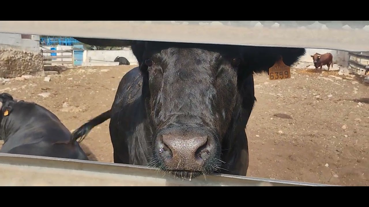 Ganado bravo toros comiendo 