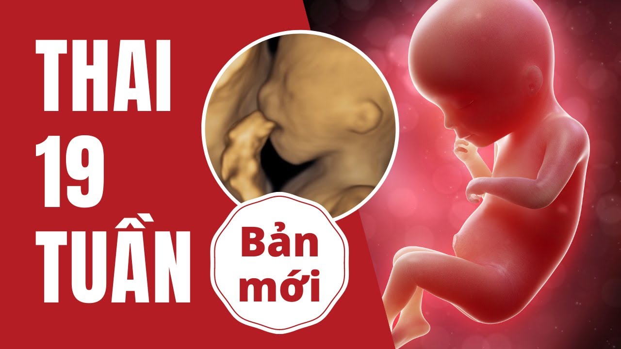 Thai 19 Tuần Phát Triển Như Thế Nào?