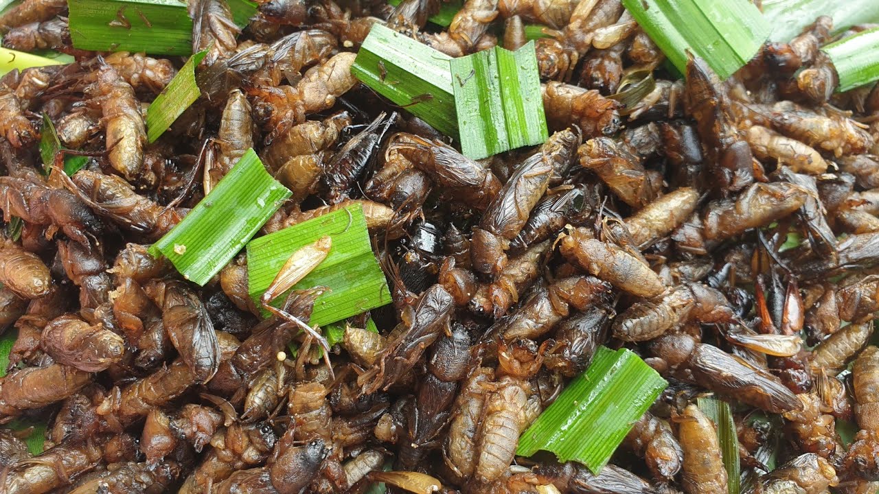 แมงจีซอนทอด สูตรทำขาย