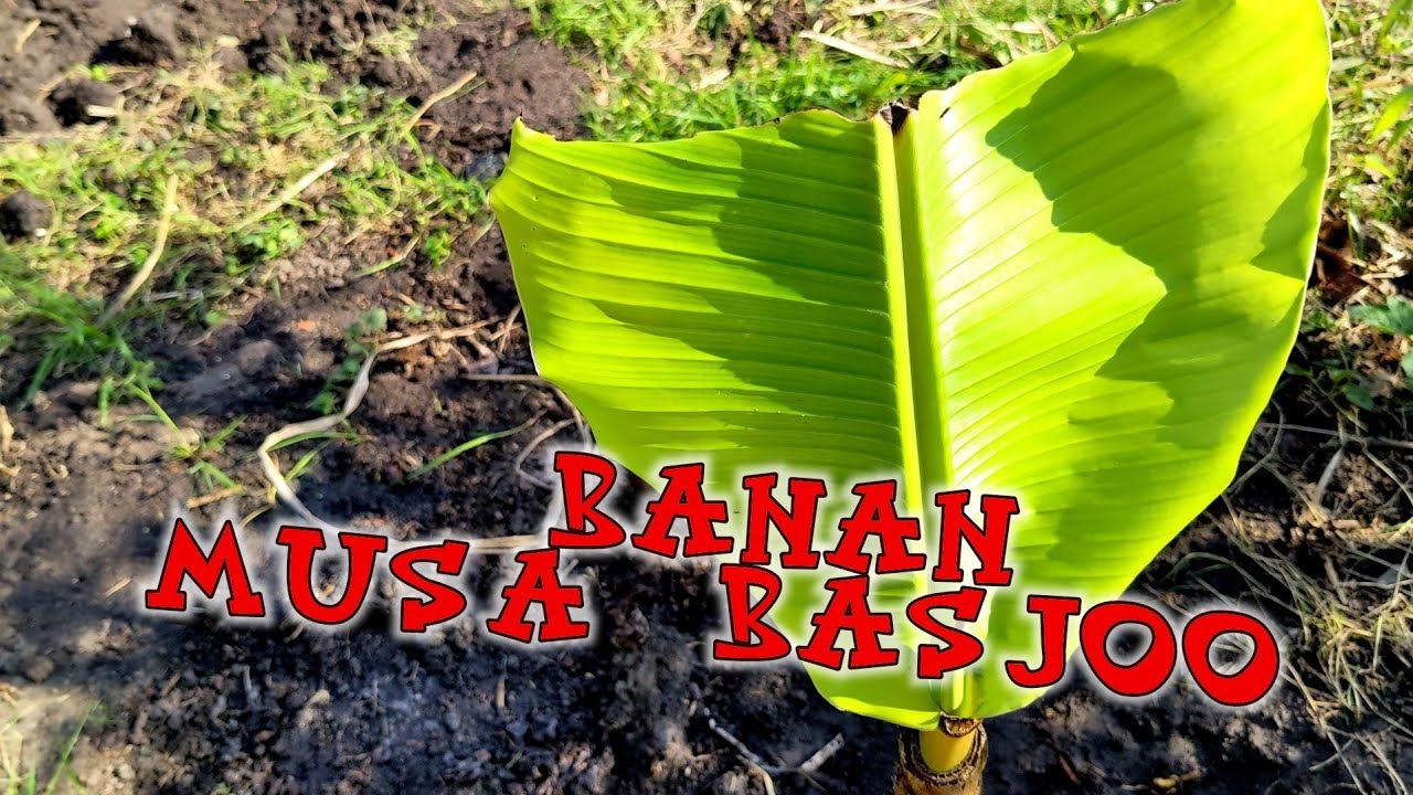 Banan musa  basjoo w gruncie. Odkrywanie, ziemia, udane zimowanie.