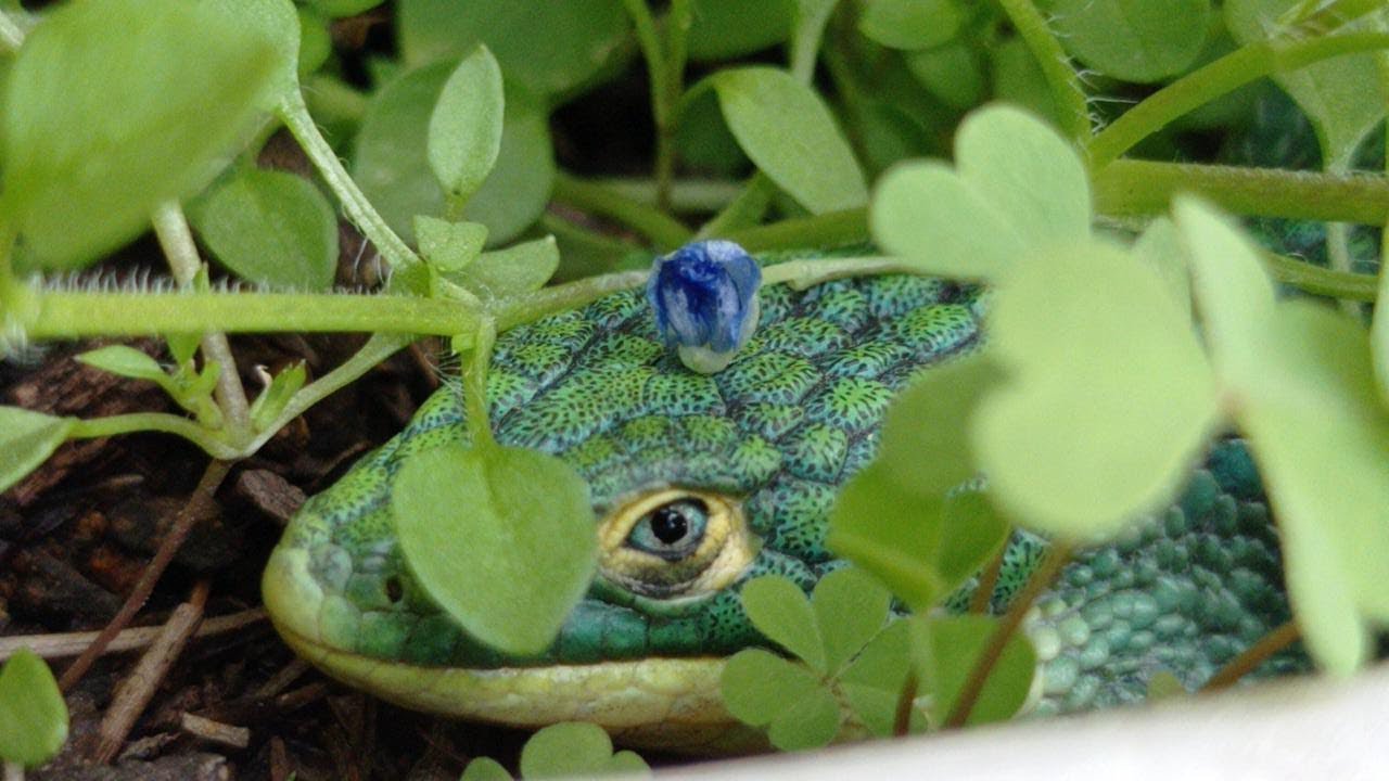 Hablemos de Abronia graminea