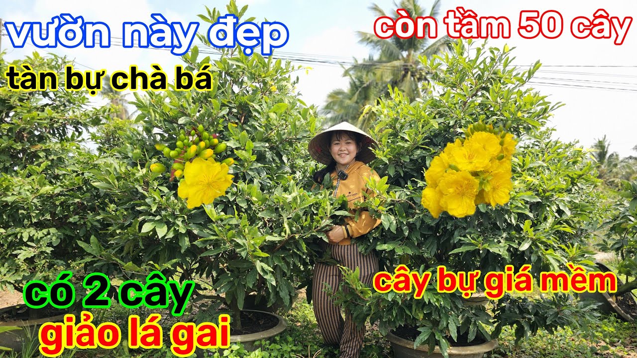🌲20/1☎️vườn mai Chị Ly☎️giảo thủ đức rin🌲giảo lá gai rin🌲tàn bự không lồ🌲giá  mềm dễ chơi 