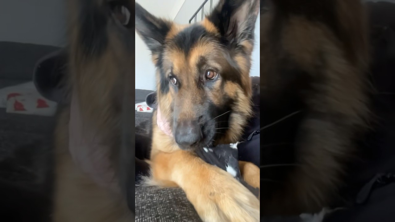 GSD in the wild without his blankets? He could never 🤣 #dogshorts  #dogs #germanshepherd #gsd #pets