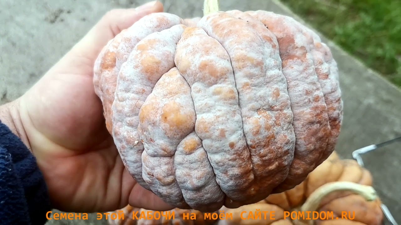 Тыква моей МЕЧТЫ-  Японская КАЦУМА НАНКИН кабоча из округа ОСАКА! Самая вкусная мини тыква!