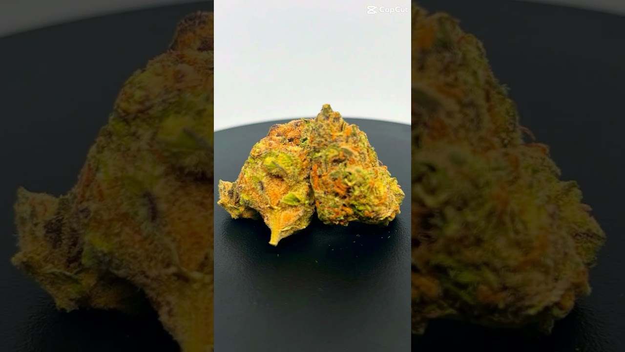 Black cherry punch 🍒 Grow by safricanna #ukmedicalcannabis #420 #cannabiseducation #herbalmedicine