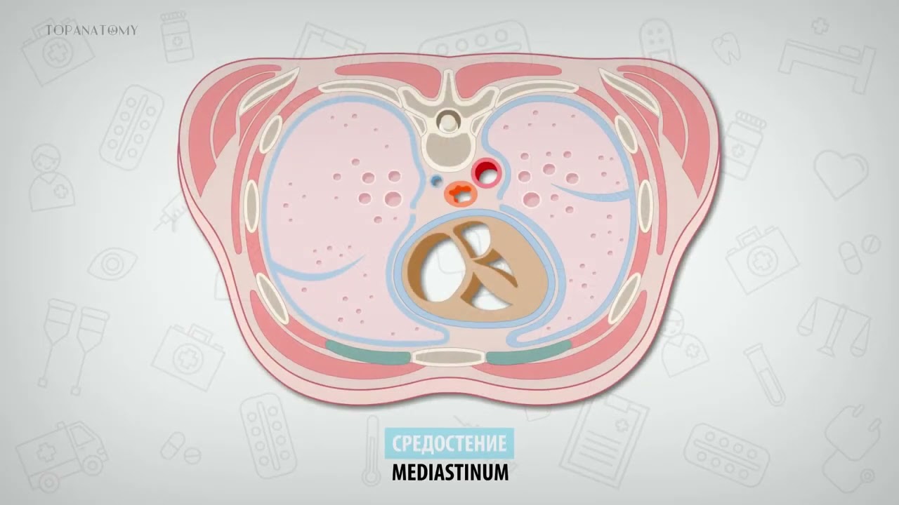 Плевра и средостение