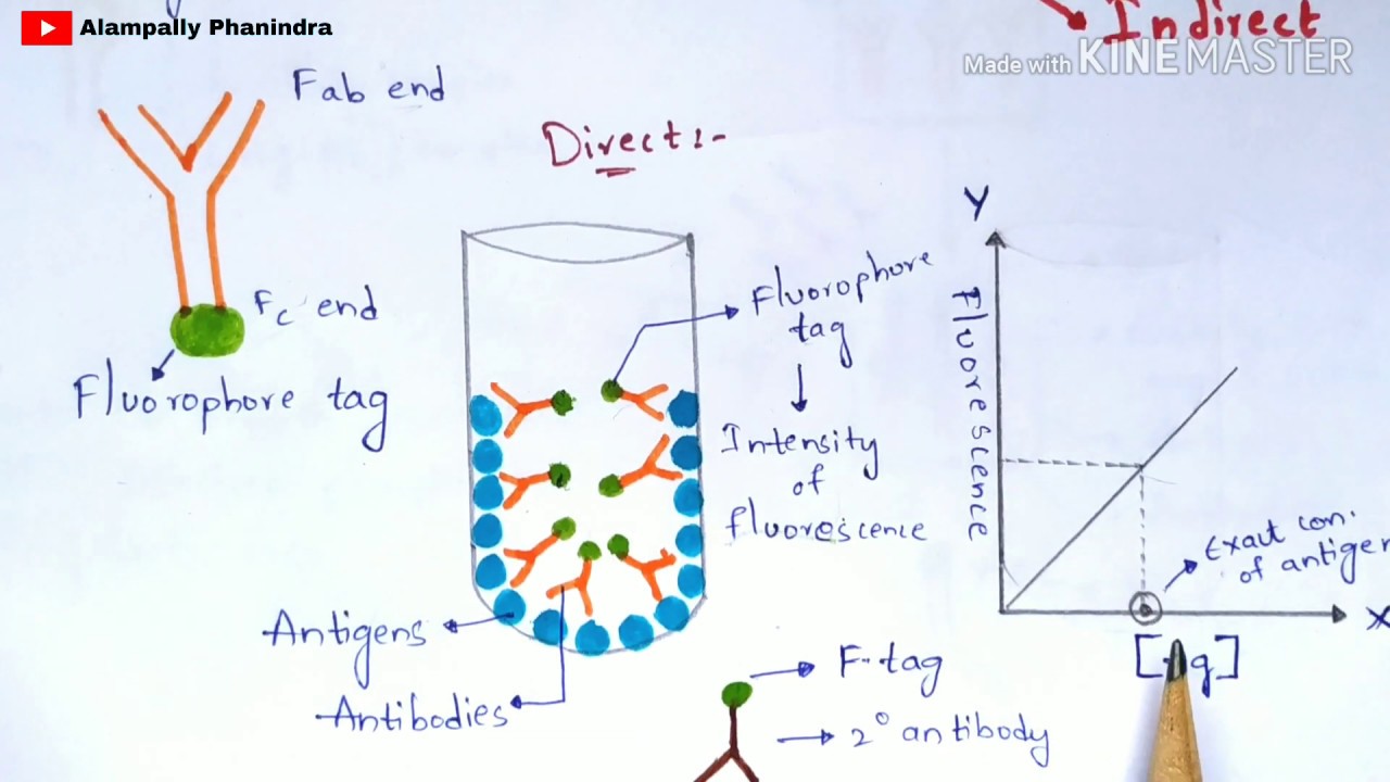 Immunoflourescence Assay | Principle | Procedure | By phanindra gupta | Bio science