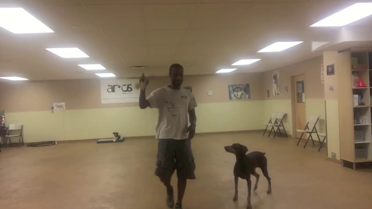 Playing tug-a-war with your dog