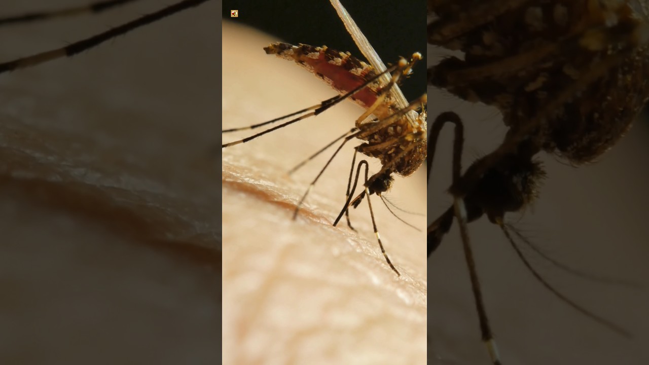 Mosquito - Mosquito Sounds 🦟