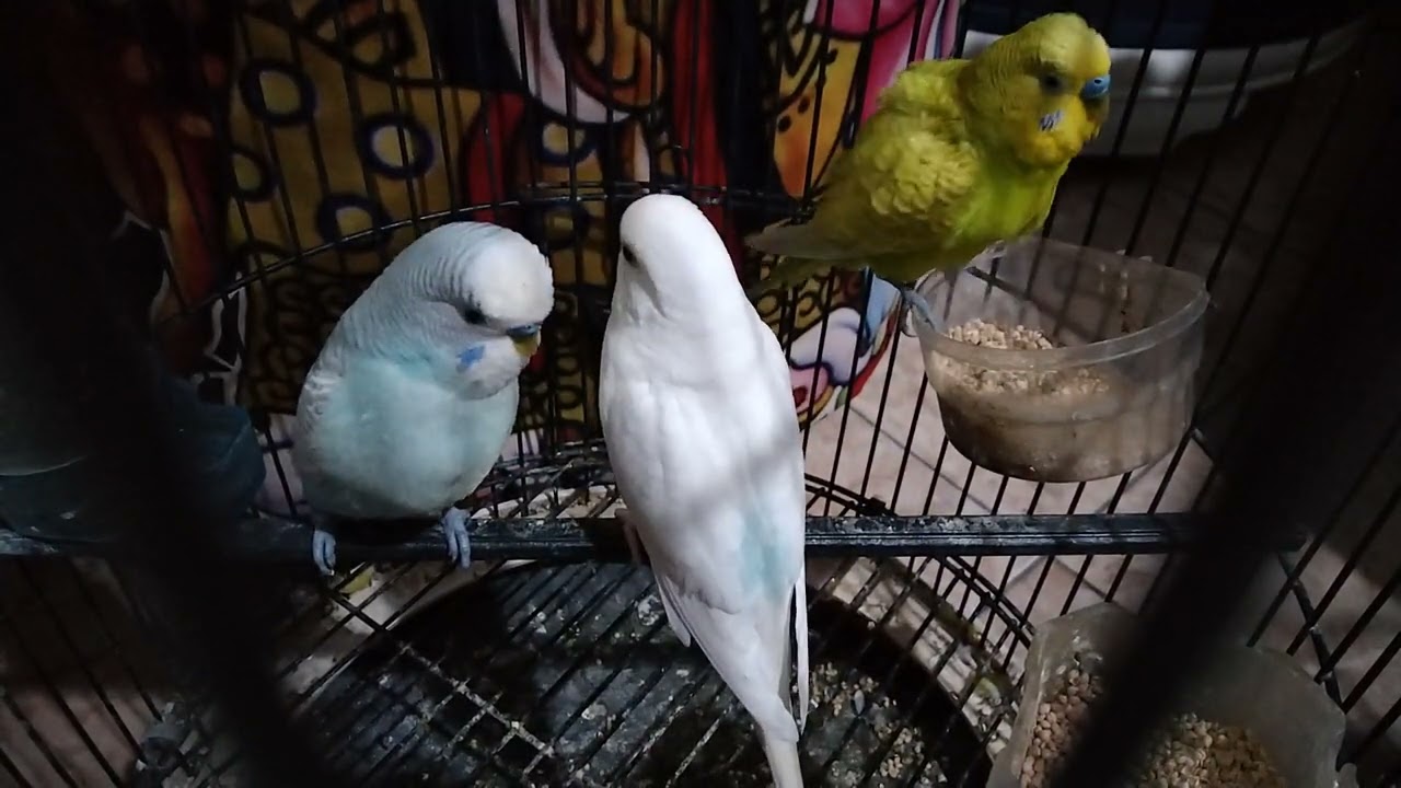 parkit gacor//relaxing Bird sounds @KEBUMENNKICAU99 