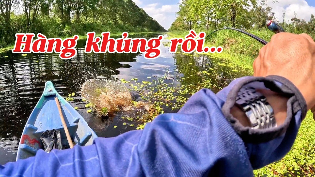 Câu cá lóc bông rừng U Minh Thượng (tập 240) #huukhuynhkiengiang