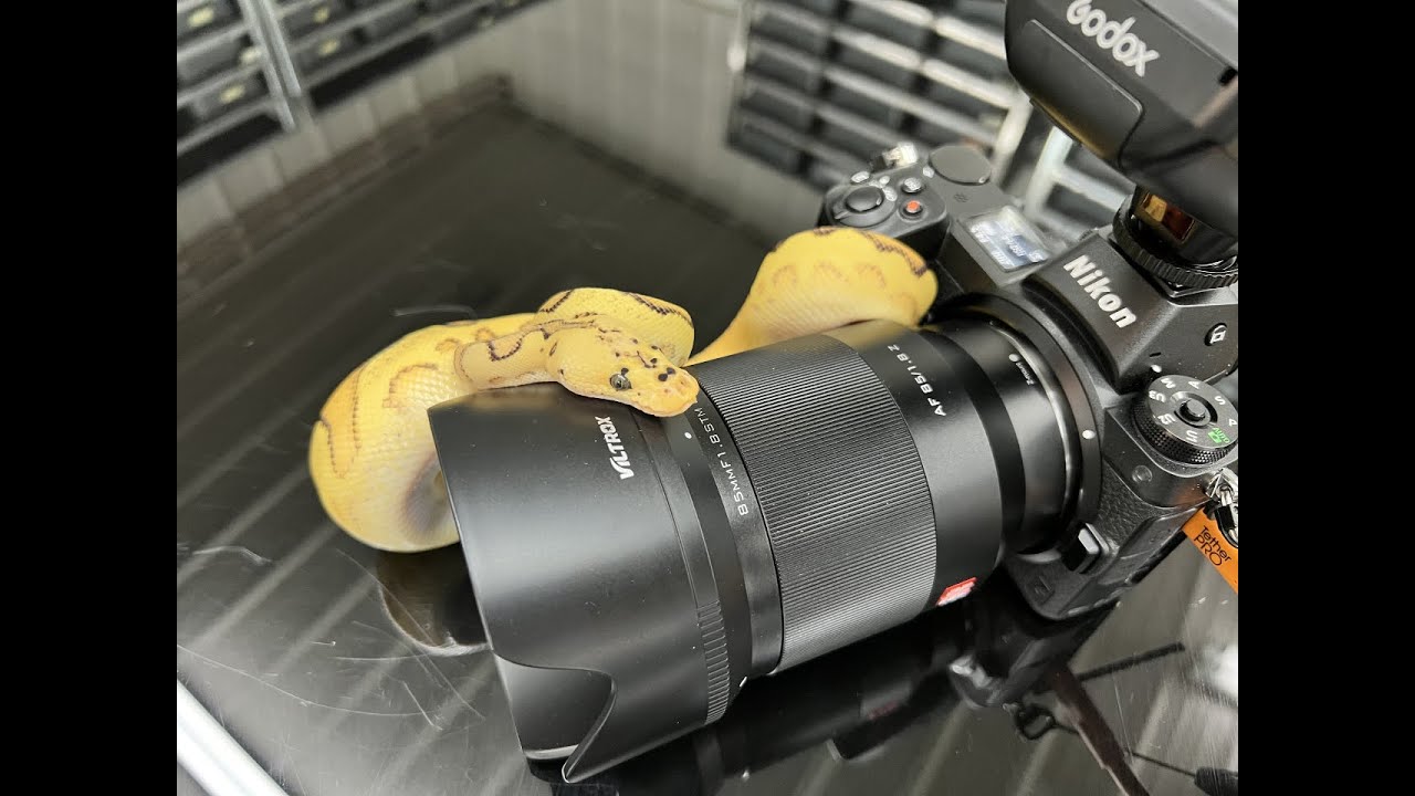 Ball Python Photo Session with Royal Constrictor Designs and Dave Vissers Photography!
