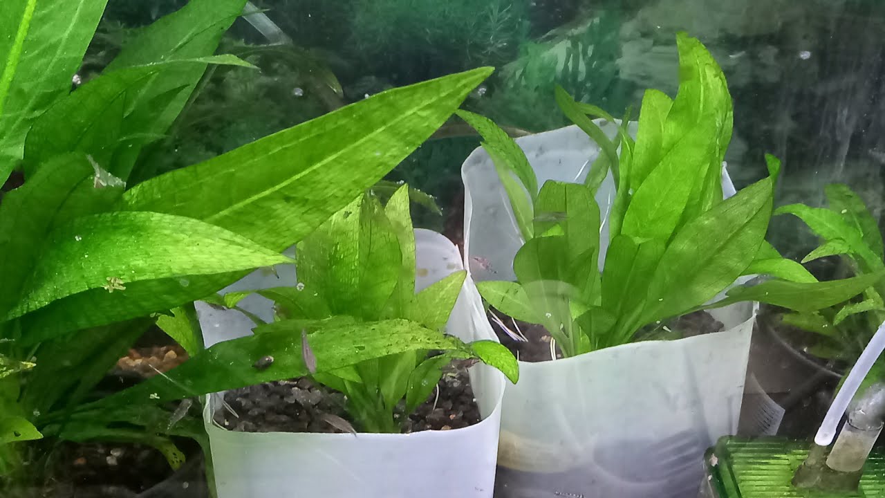 How To Propagate Amazon Sword Plants for Beginners