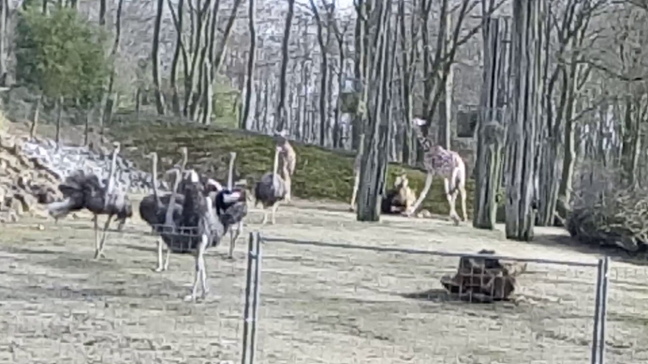 struisvogels en giraffe- Zoo Osnabruck