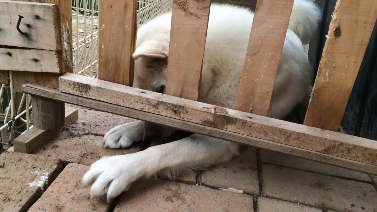 demonstration of the importance of opposable thumbs.