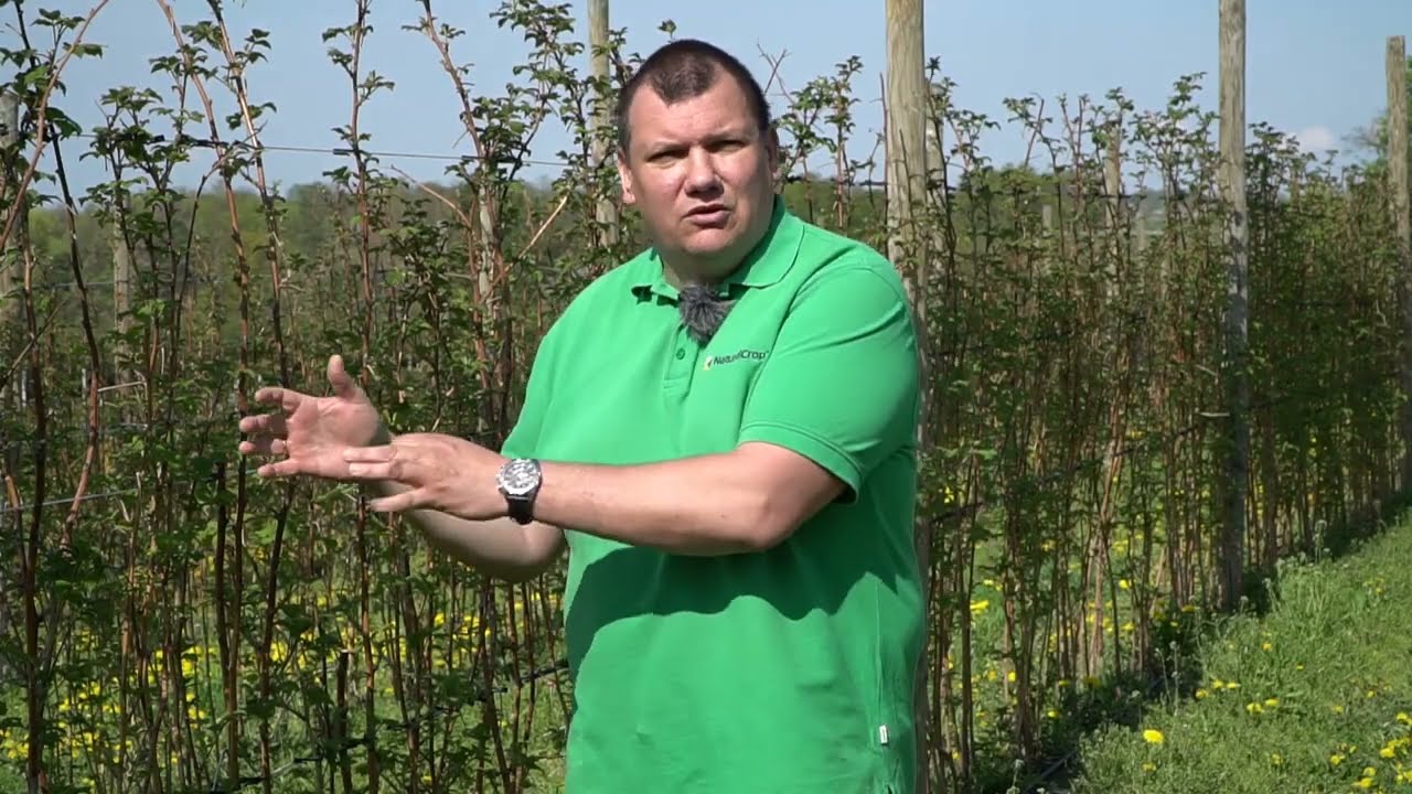 Aktualne zalecenia dla plantacji malin letnich (komunikat - Rafał Forc, 04.05.2022)