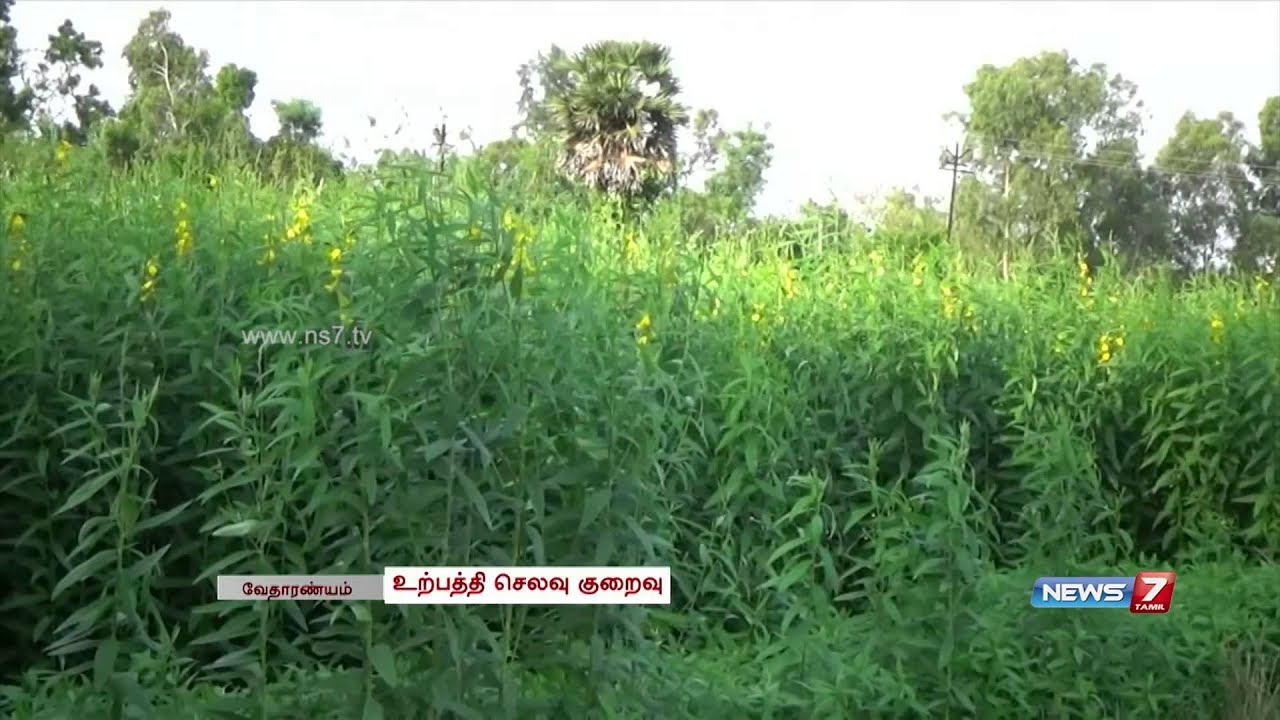 Jute plants turn natural fertiliser | Tamil Nadu | News7 Tamil |