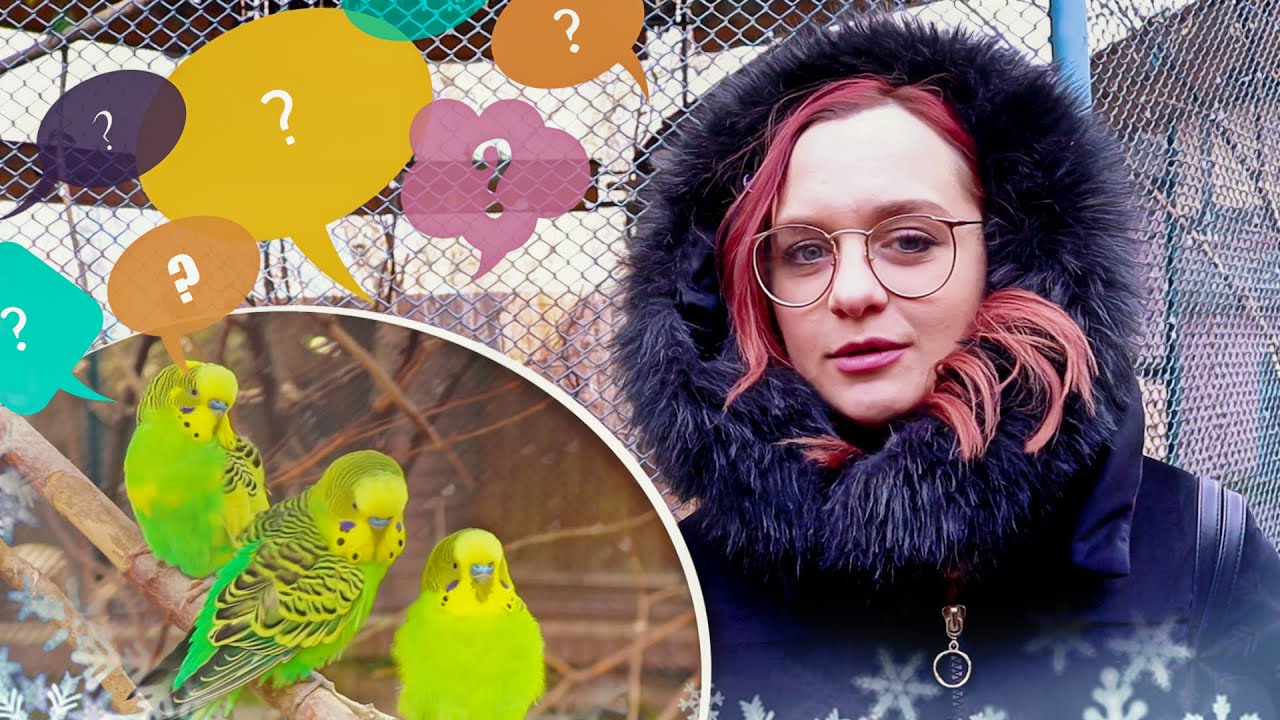 Čuvaju Tigrice na otvorenom u Zoo vrtu u Beogradu 🤪